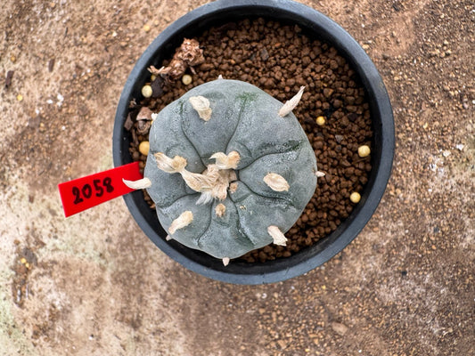 Lophophora williamsii – Peyote Cactus (4-5 cm, Own Root)