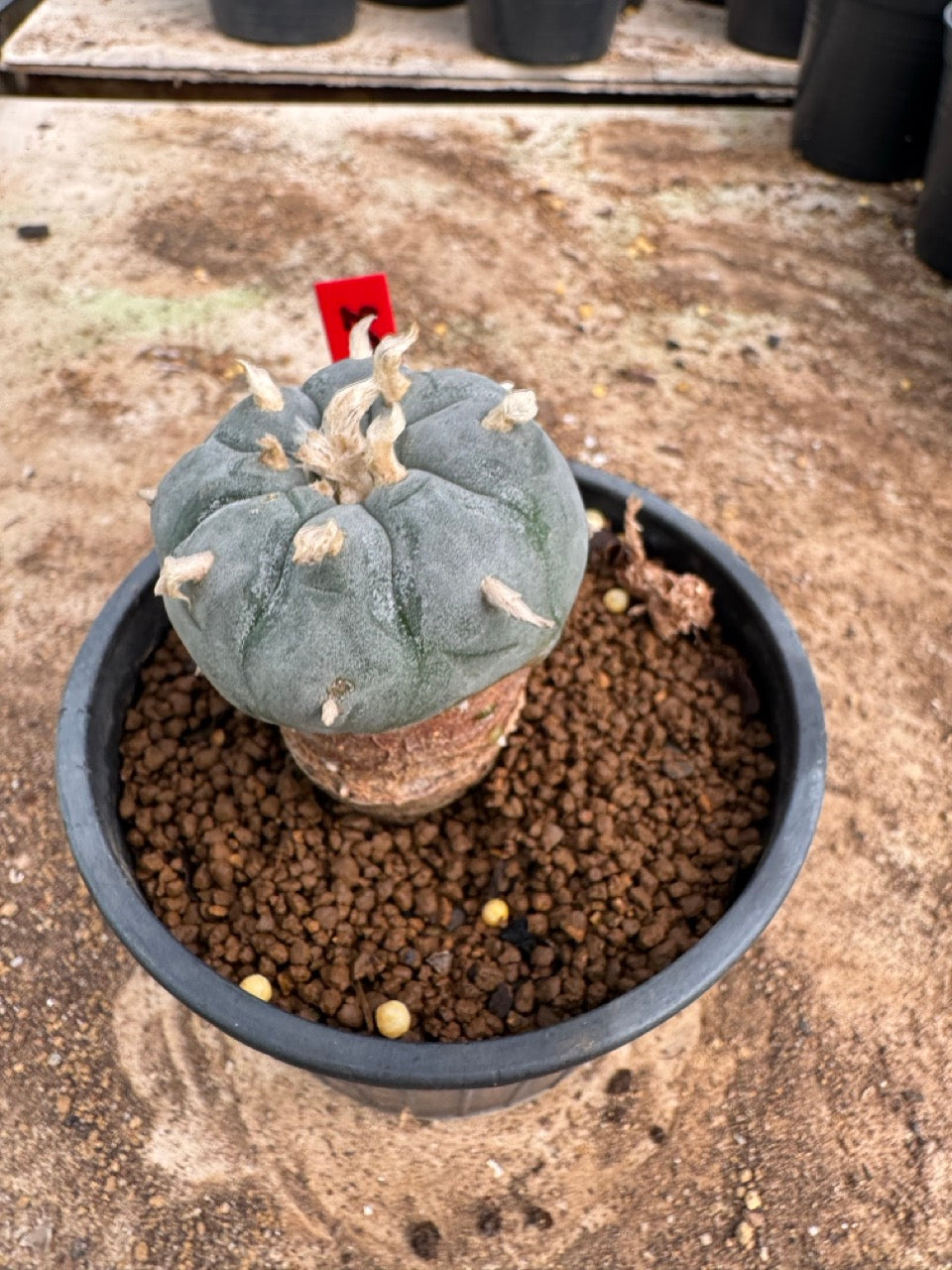 Lophophora williamsii – Peyote Cactus (4-5 cm, Own Root)