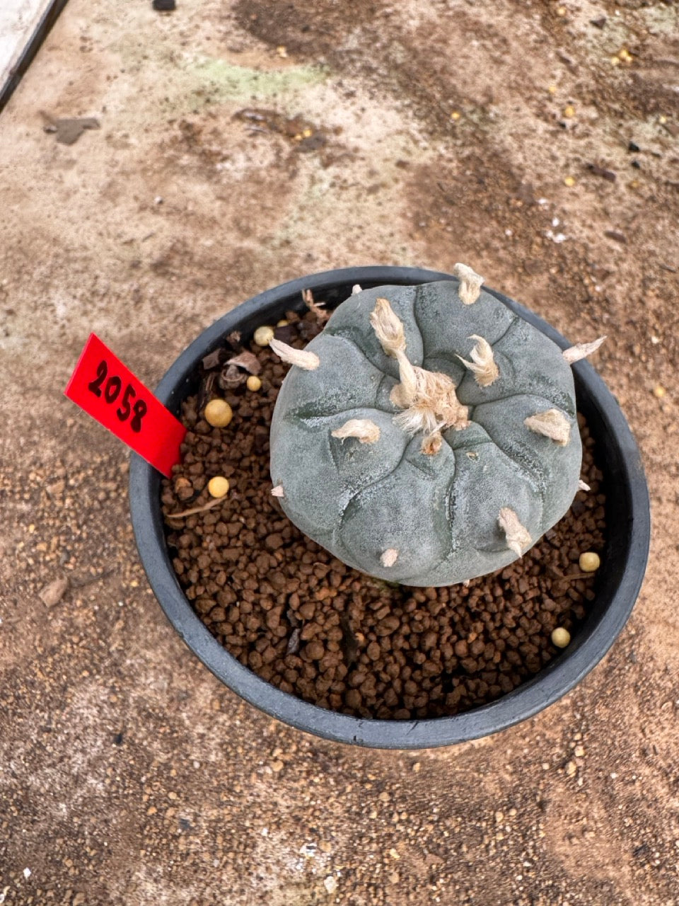 Lophophora williamsii – Peyote Cactus (4-5 cm, Own Root)