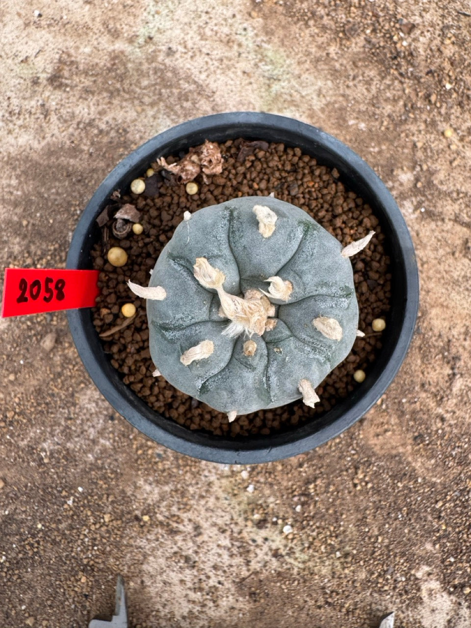 Lophophora williamsii – Peyote Cactus (4-5 cm, Own Root)