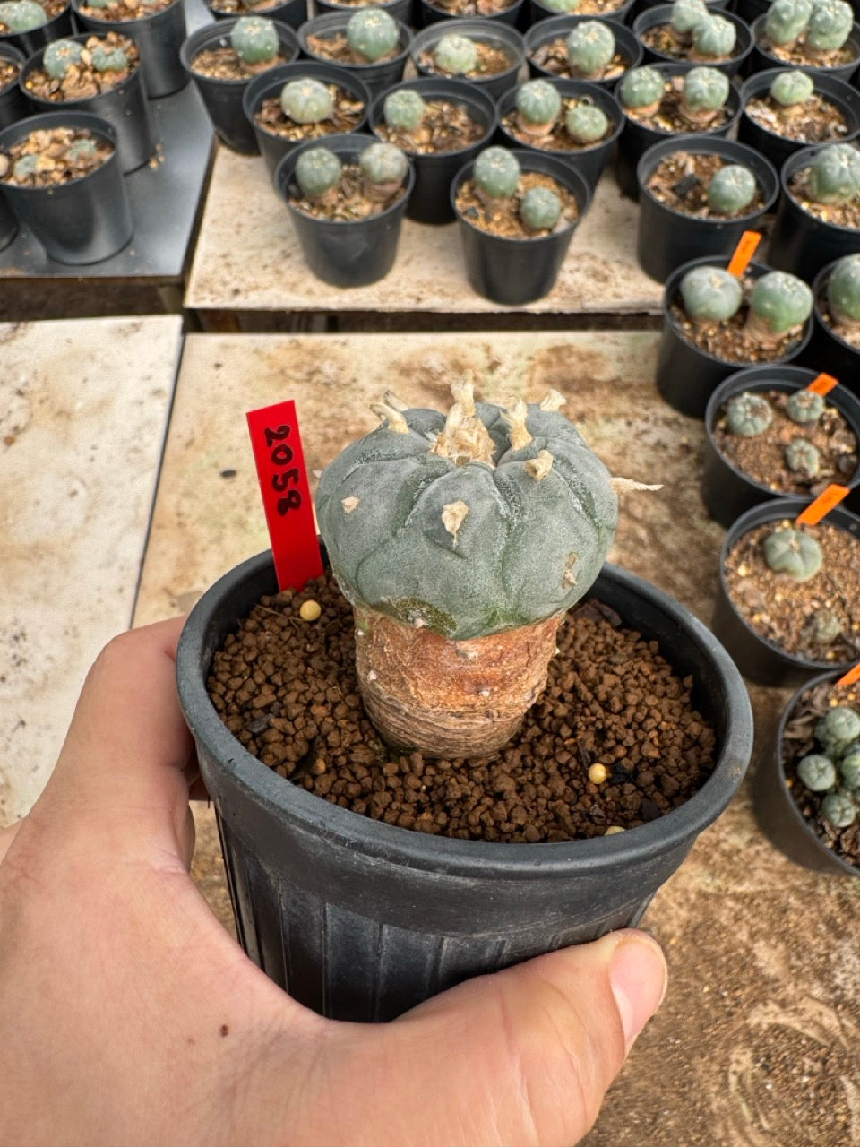 Lophophora williamsii – Peyote Cactus (4-5 cm, Own Root)