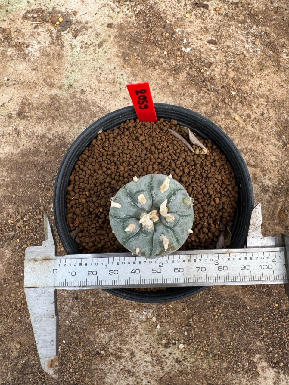 Lophophora williamsii – Peyote Cactus (4-5 cm, Own Root)
