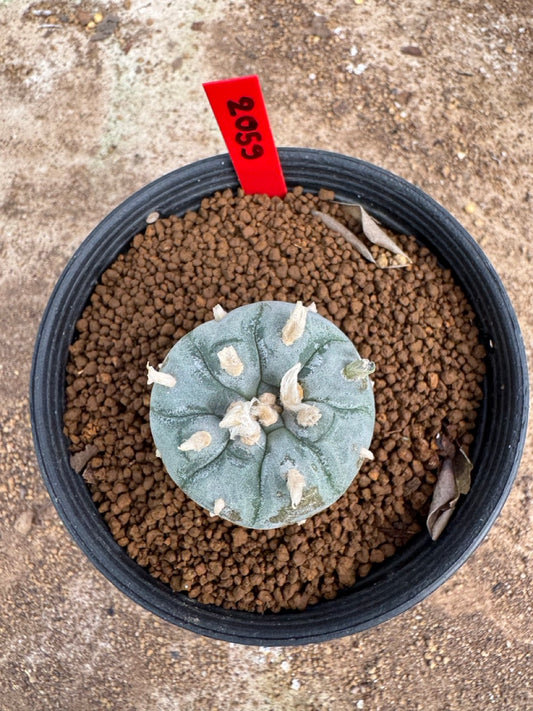 Lophophora williamsii – Peyote Cactus (4-5 cm, Own Root)