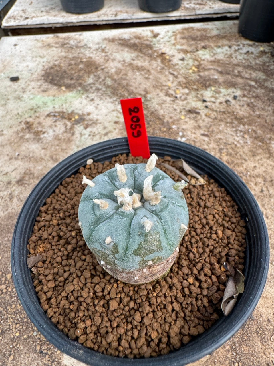 Lophophora williamsii – Peyote Cactus (4-5 cm, Own Root)