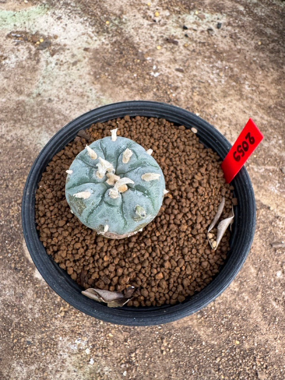 Lophophora williamsii – Peyote Cactus (4-5 cm, Own Root)