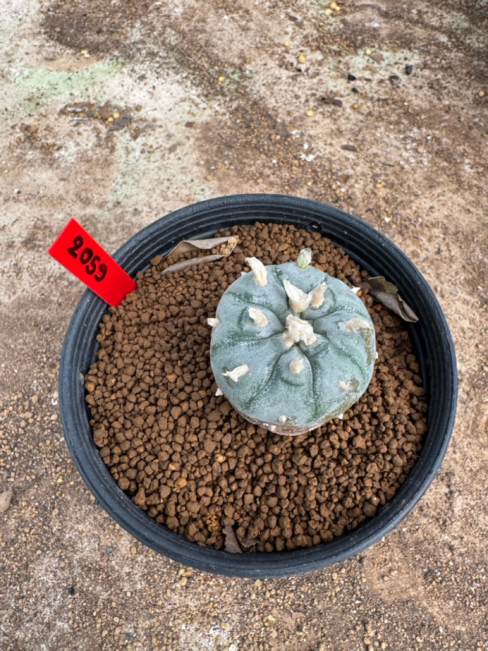 Lophophora williamsii – Peyote Cactus (4-5 cm, Own Root)
