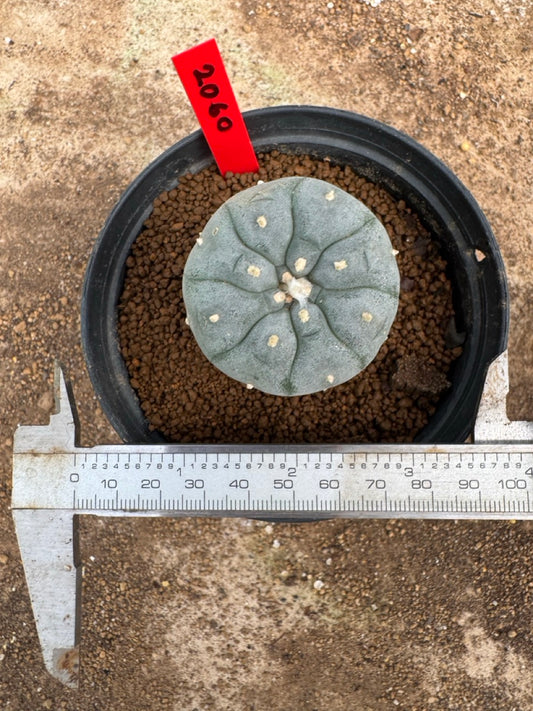 Lophophora williamsii – Peyote Cactus (4-5 cm, Own Root)