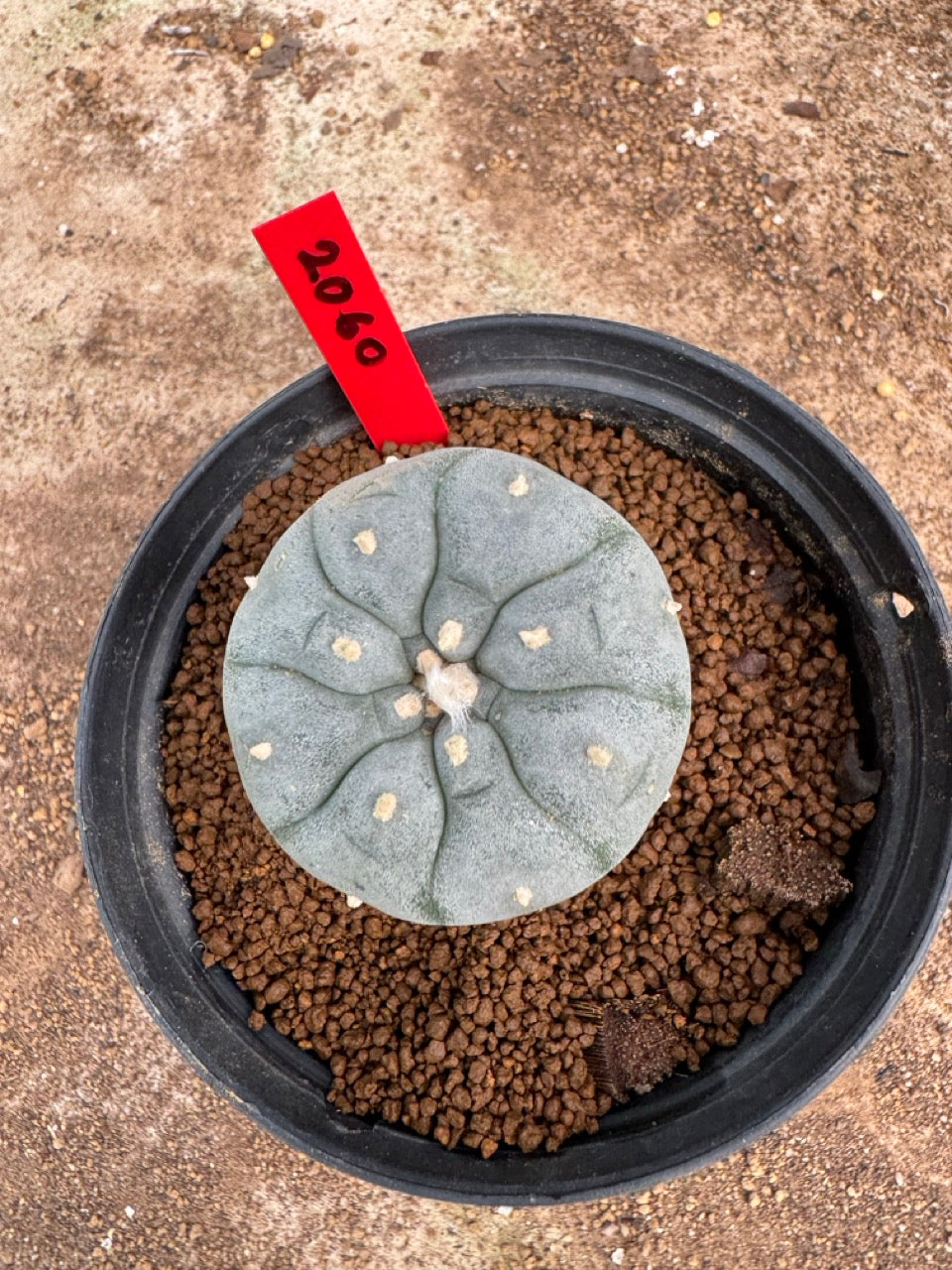 Lophophora williamsii – Peyote Cactus (4-5 cm, Own Root)