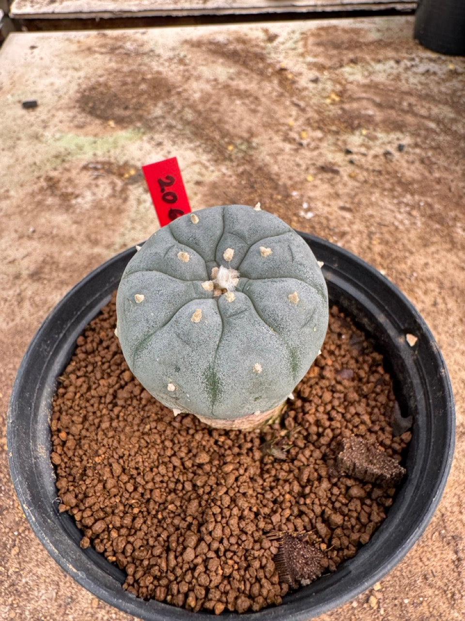 Lophophora williamsii – Peyote Cactus (4-5 cm, Own Root)