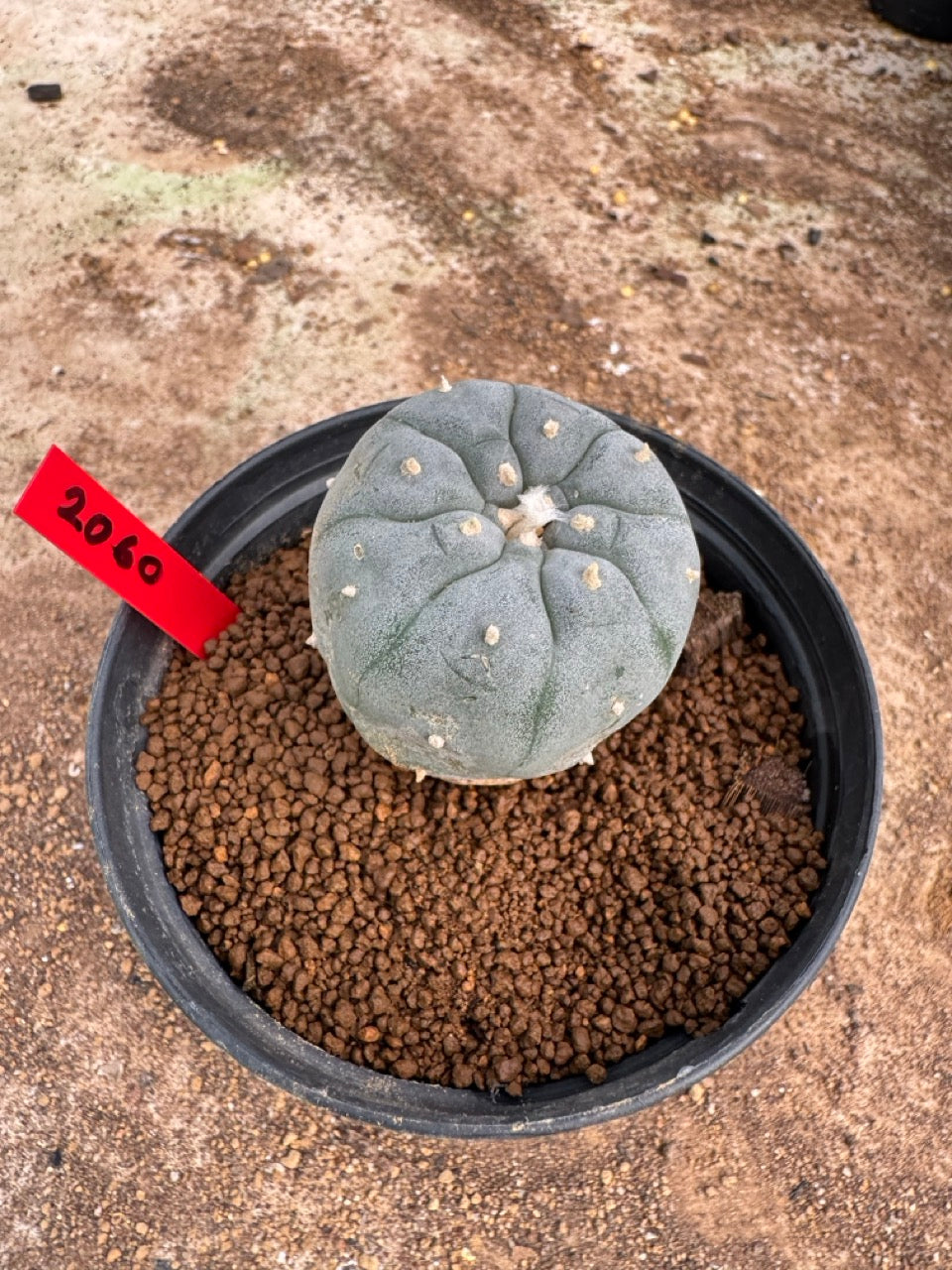 Lophophora williamsii – Peyote Cactus (4-5 cm, Own Root)