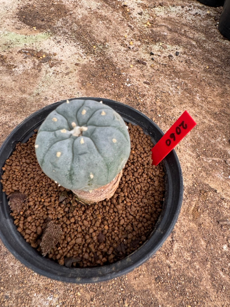 Lophophora williamsii – Peyote Cactus (4-5 cm, Own Root)