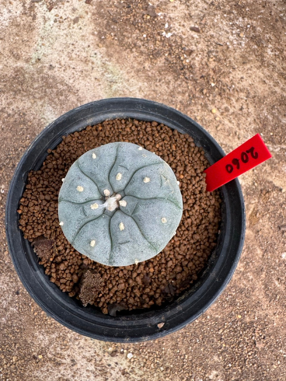 Lophophora williamsii – Peyote Cactus (4-5 cm, Own Root)