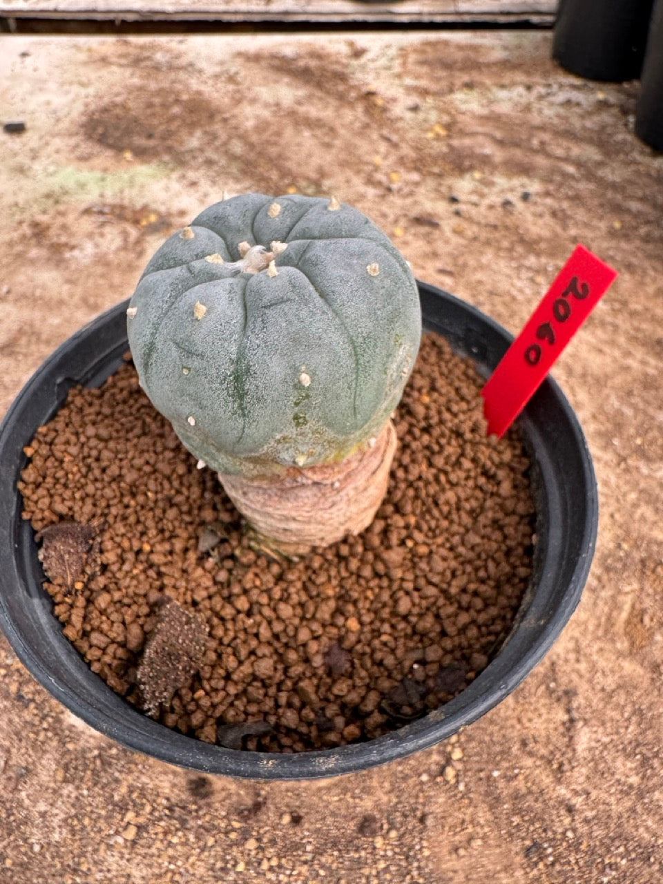Lophophora williamsii – Peyote Cactus (4-5 cm, Own Root)