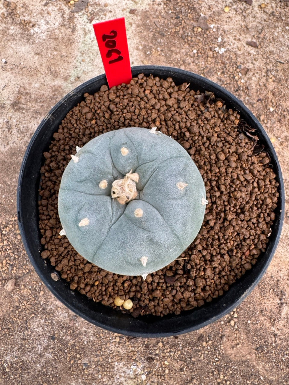 Lophophora williamsii – Peyote Cactus (4-5 cm, Own Root)