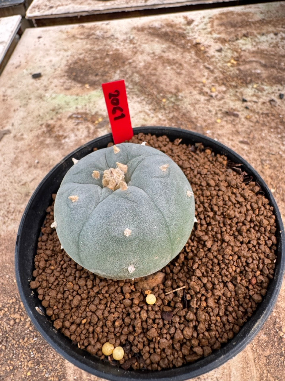 Lophophora williamsii – Peyote Cactus (4-5 cm, Own Root)