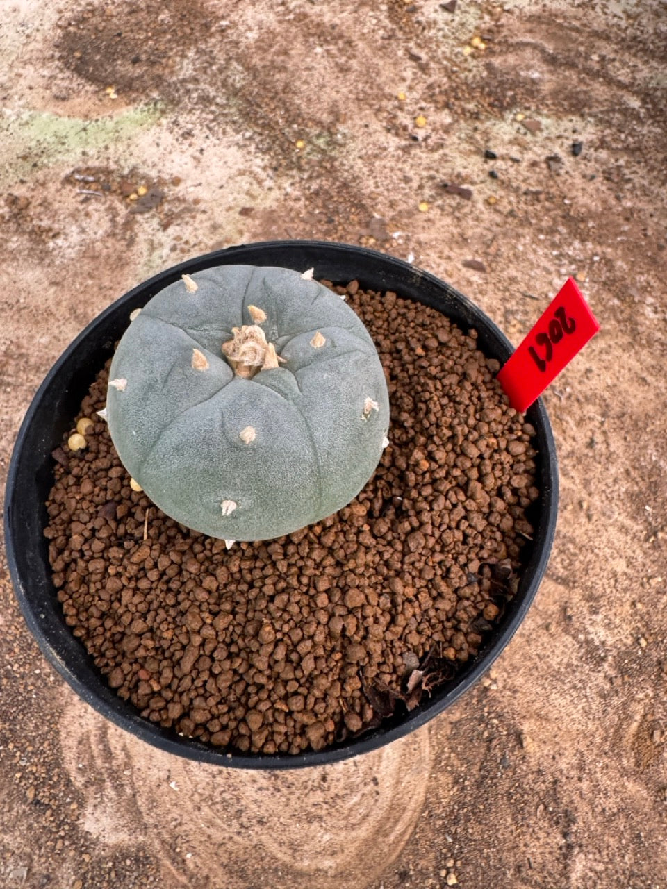 Lophophora williamsii – Peyote Cactus (4-5 cm, Own Root)