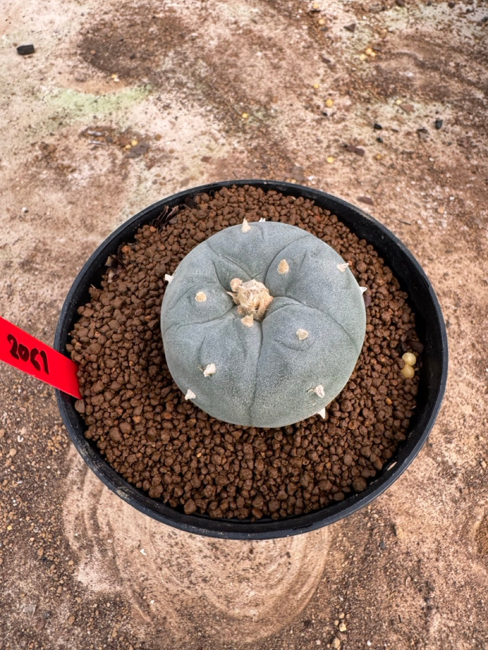 Lophophora williamsii – Peyote Cactus (4-5 cm, Own Root)