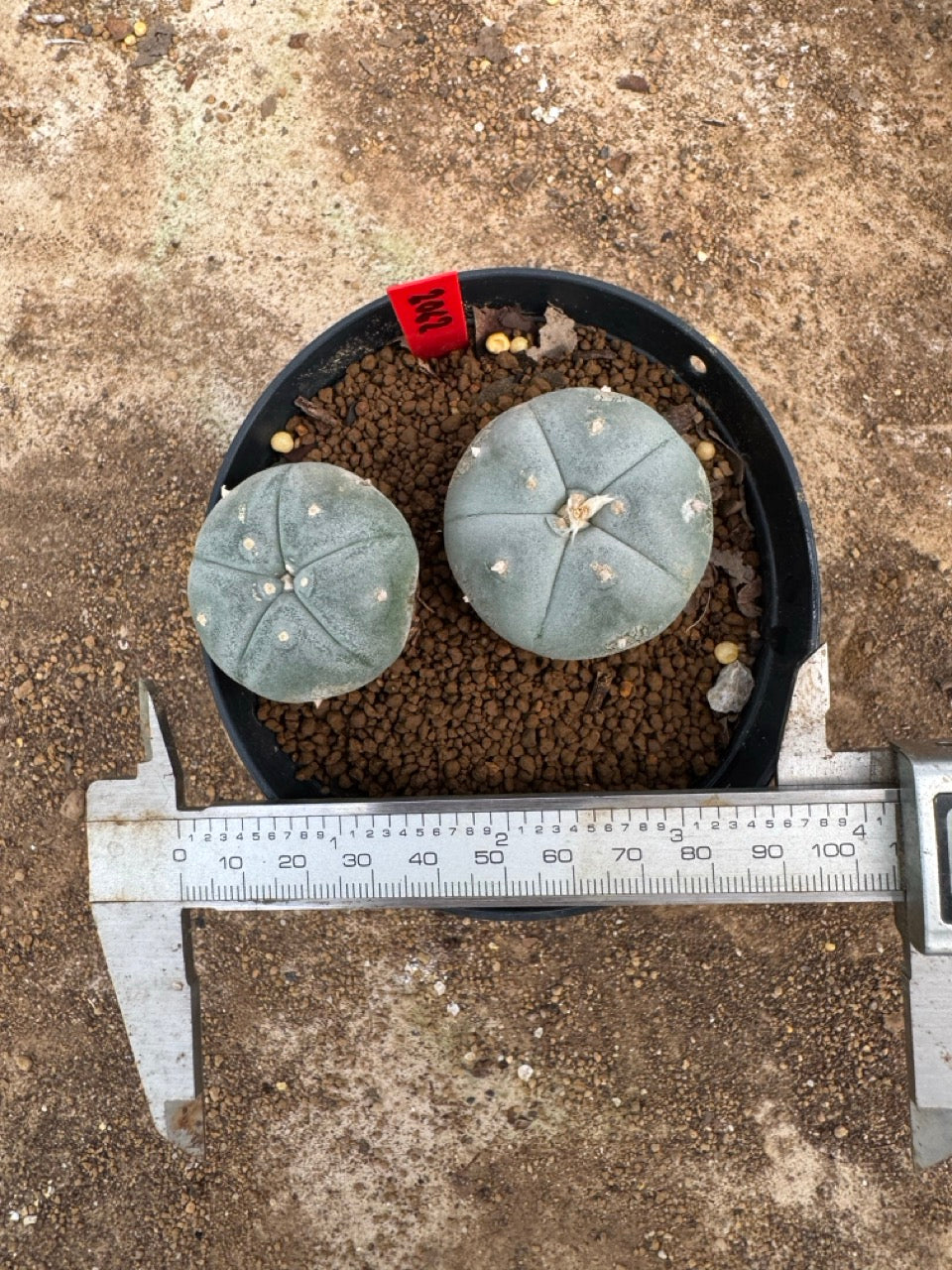 Lophophora williamsii – Peyote Cactus (4-5 cm, Own Root)
