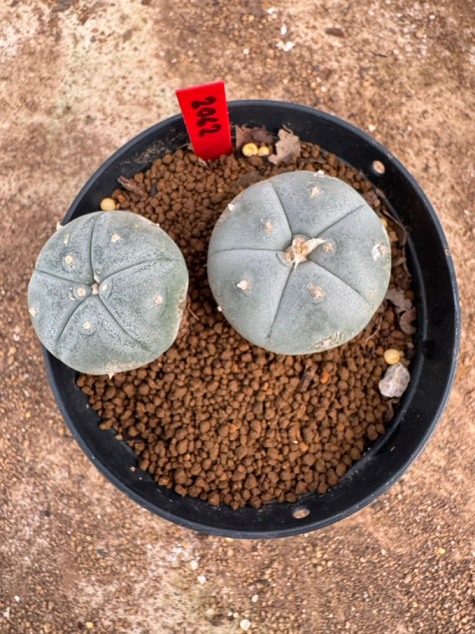 Lophophora williamsii – Peyote Cactus (4-5 cm, Own Root)