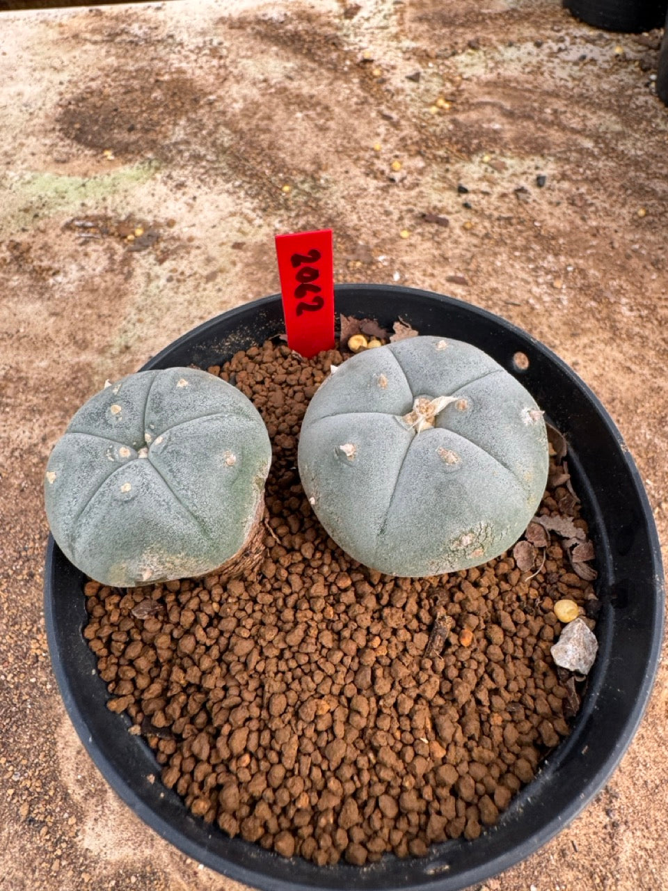 Lophophora williamsii – Peyote Cactus (4-5 cm, Own Root)