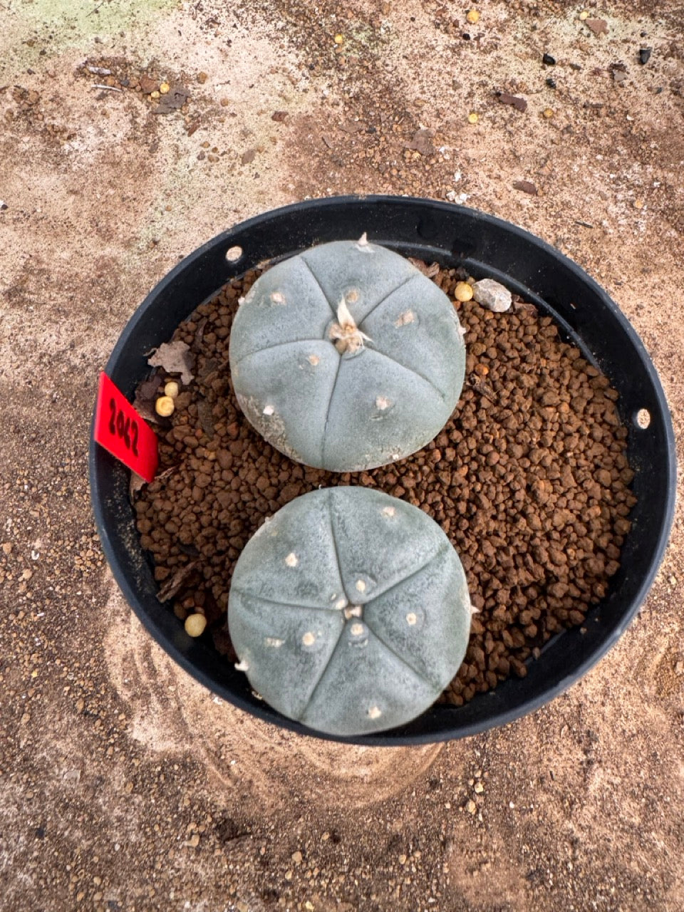 Lophophora williamsii – Peyote Cactus (4-5 cm, Own Root)