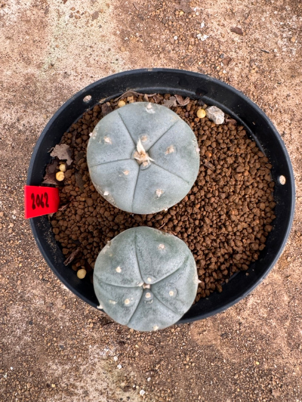 Lophophora williamsii – Peyote Cactus (4-5 cm, Own Root)
