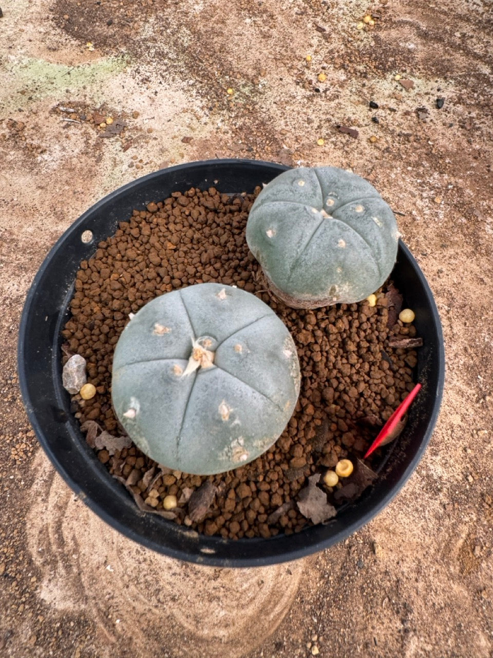 Lophophora williamsii – Peyote Cactus (4-5 cm, Own Root)