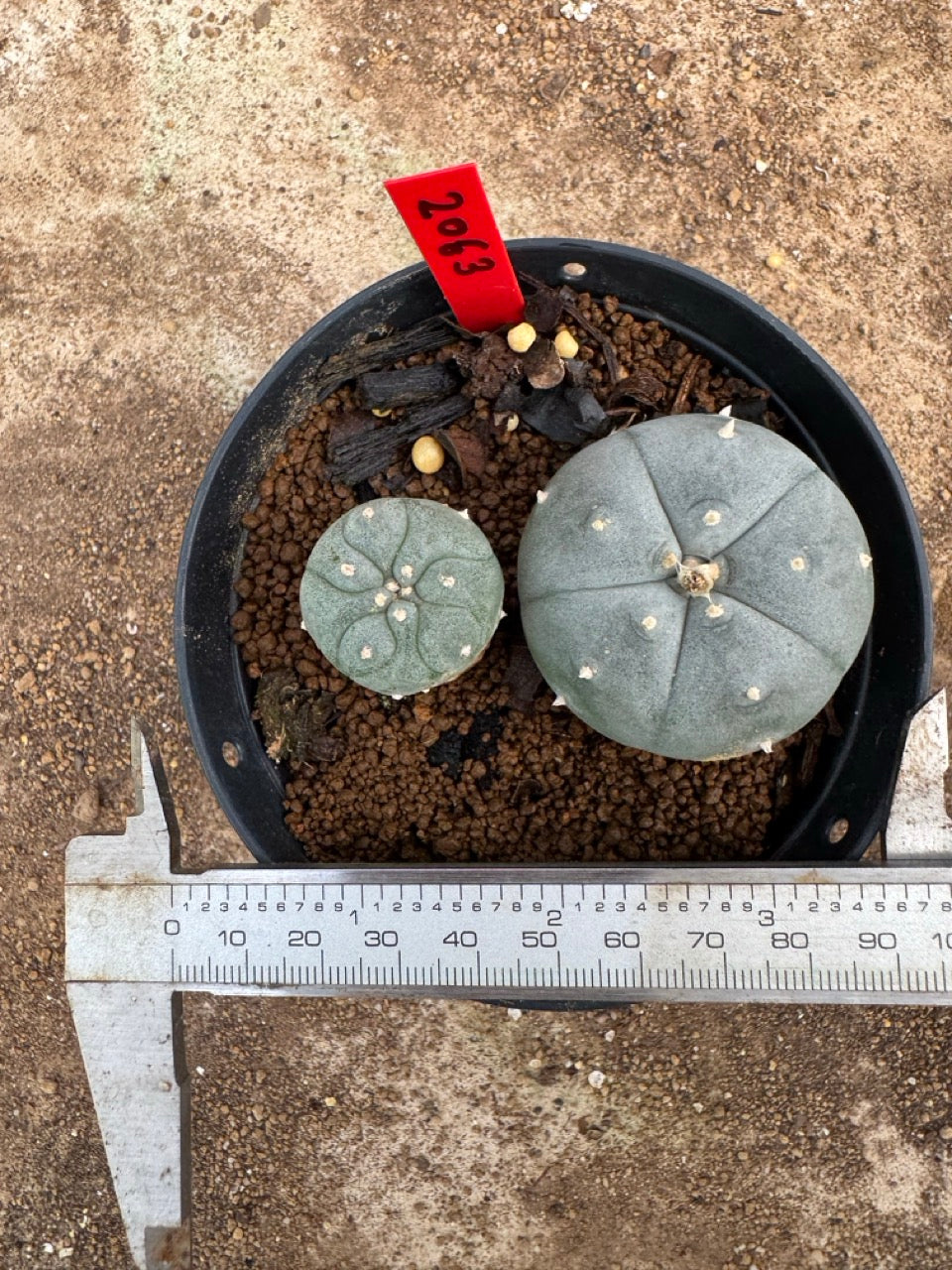 Lophophora williamsii – Peyote Cactus (4-5 cm, Own Root)
