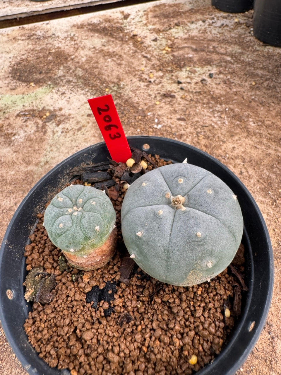 Lophophora williamsii – Peyote Cactus (4-5 cm, Own Root)