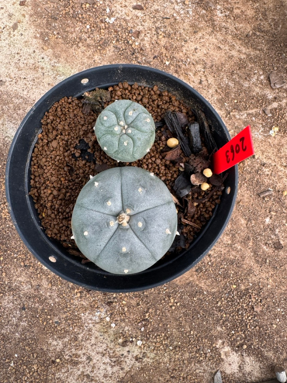 Lophophora williamsii – Peyote Cactus (4-5 cm, Own Root)