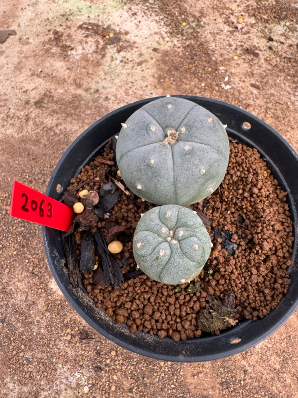 Lophophora williamsii – Peyote Cactus (4-5 cm, Own Root)