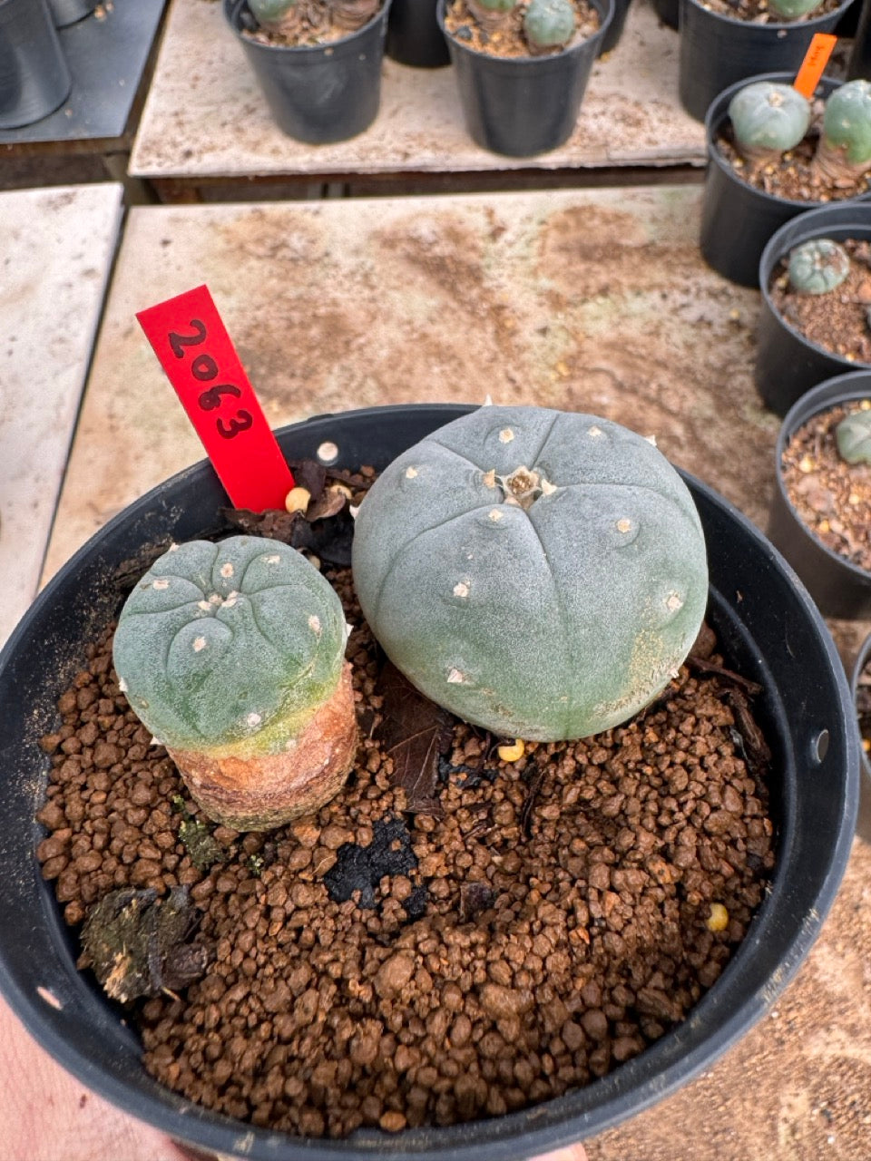 Lophophora williamsii – Peyote Cactus (4-5 cm, Own Root)