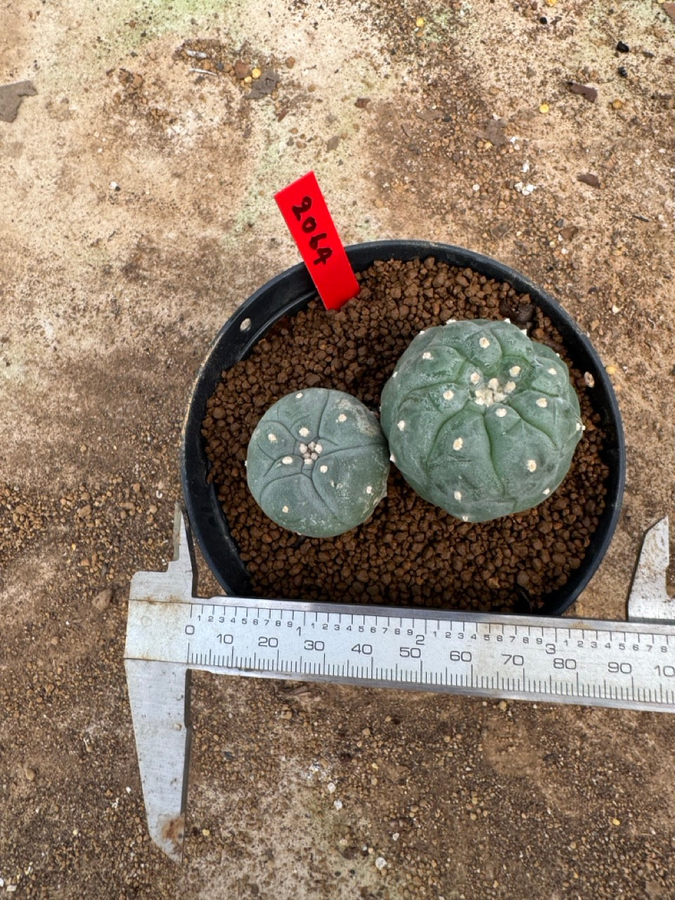Lophophora williamsii – Peyote Cactus (4-5 cm, Own Root)