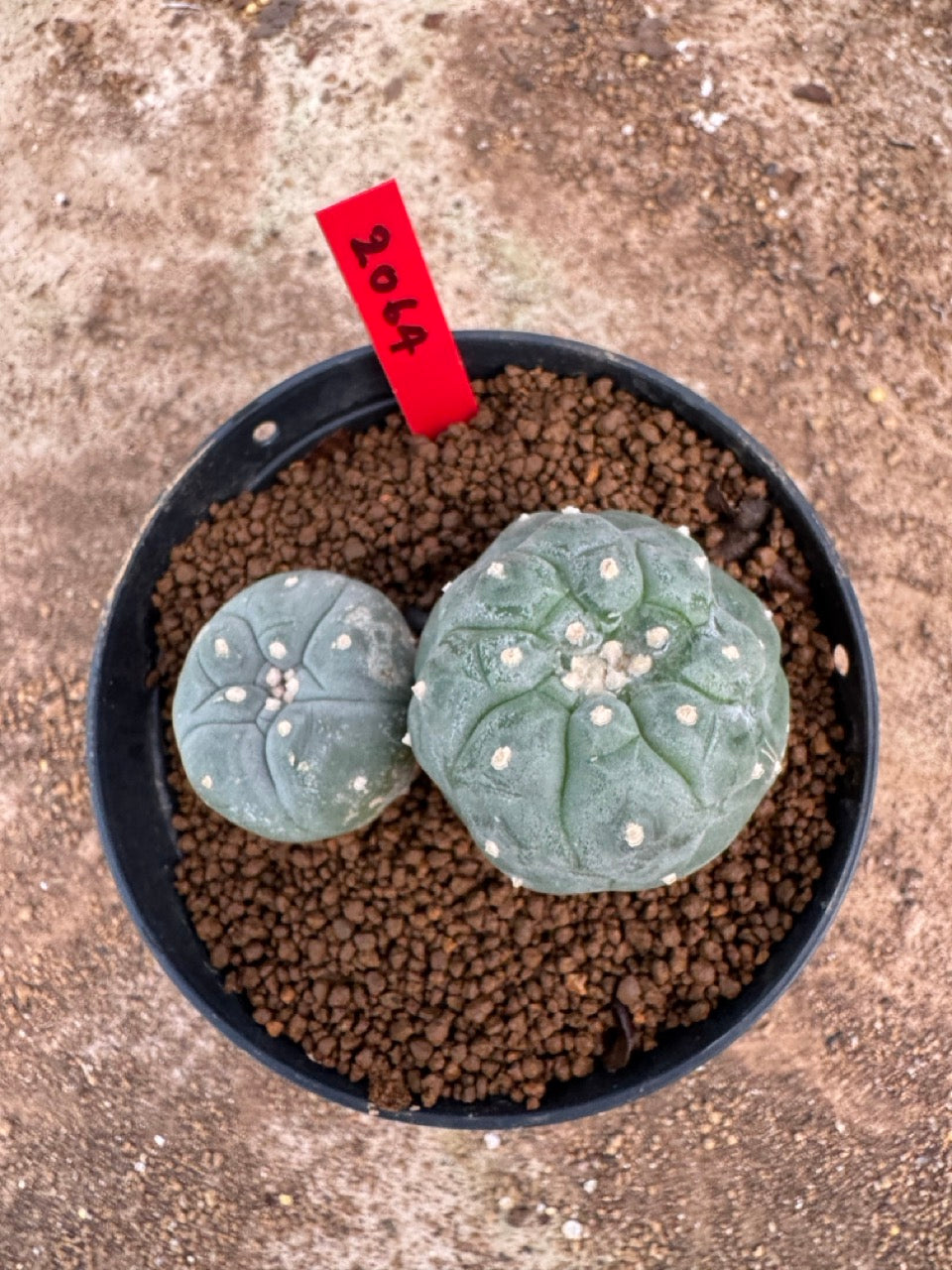 Lophophora williamsii – Peyote Cactus (4-5 cm, Own Root)