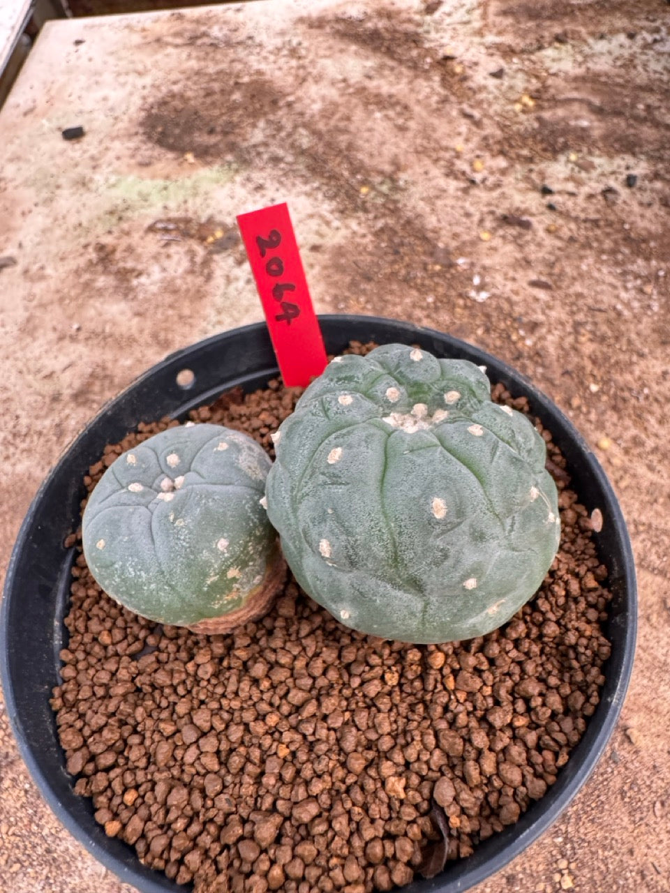 Lophophora williamsii – Peyote Cactus (4-5 cm, Own Root)