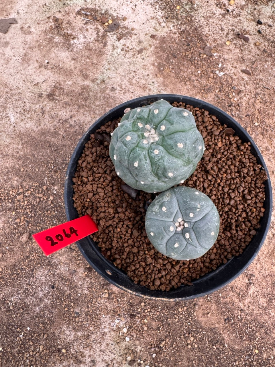 Lophophora williamsii – Peyote Cactus (4-5 cm, Own Root)
