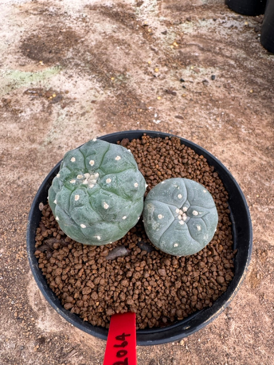 Lophophora williamsii – Peyote Cactus (4-5 cm, Own Root)