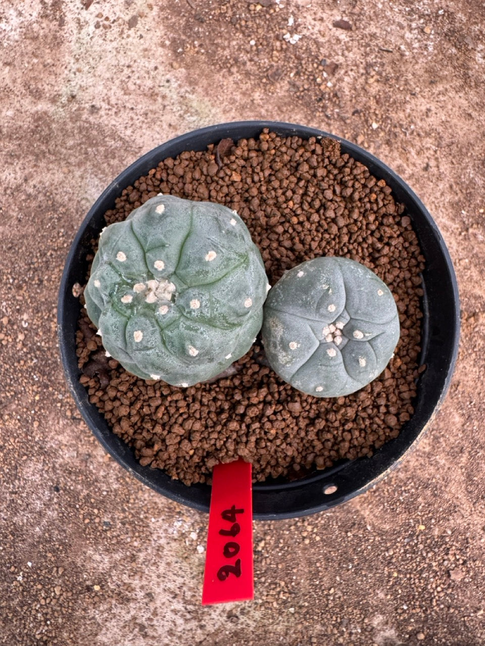 Lophophora williamsii – Peyote Cactus (4-5 cm, Own Root)