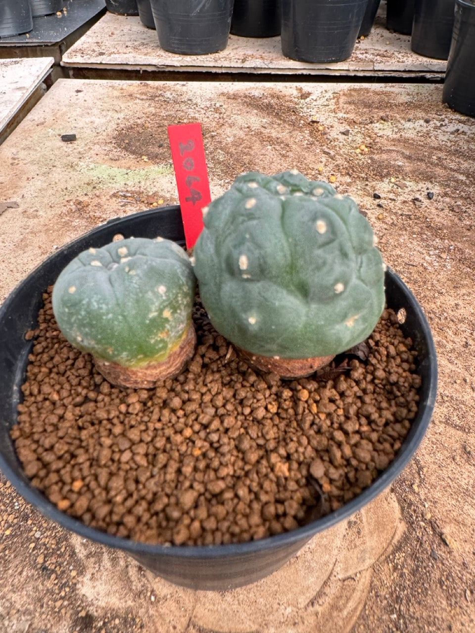 Lophophora williamsii – Peyote Cactus (4-5 cm, Own Root)