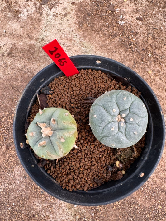 Lophophora williamsii – Peyote Cactus (4-5 cm, Own Root)