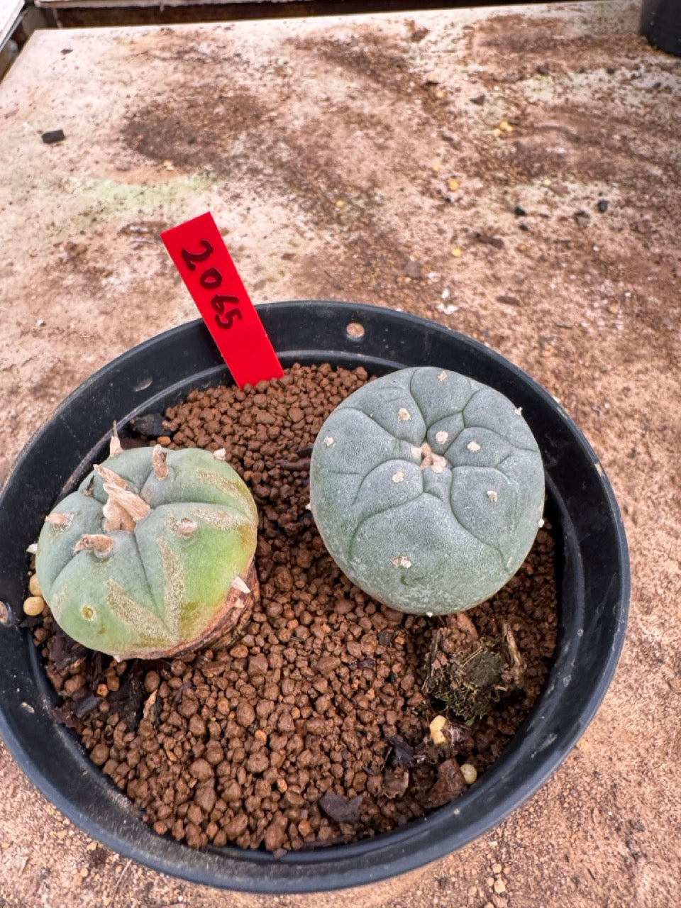 Lophophora williamsii – Peyote Cactus (4-5 cm, Own Root)