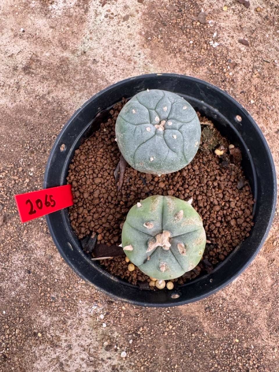 Lophophora williamsii – Peyote Cactus (4-5 cm, Own Root)