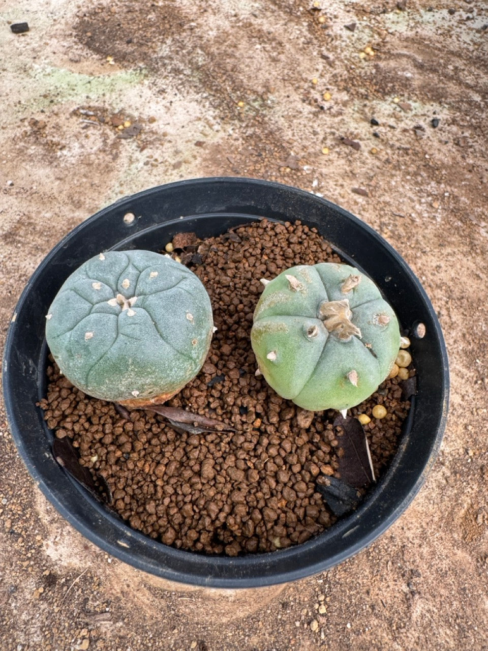 Lophophora williamsii – Peyote Cactus (4-5 cm, Own Root)