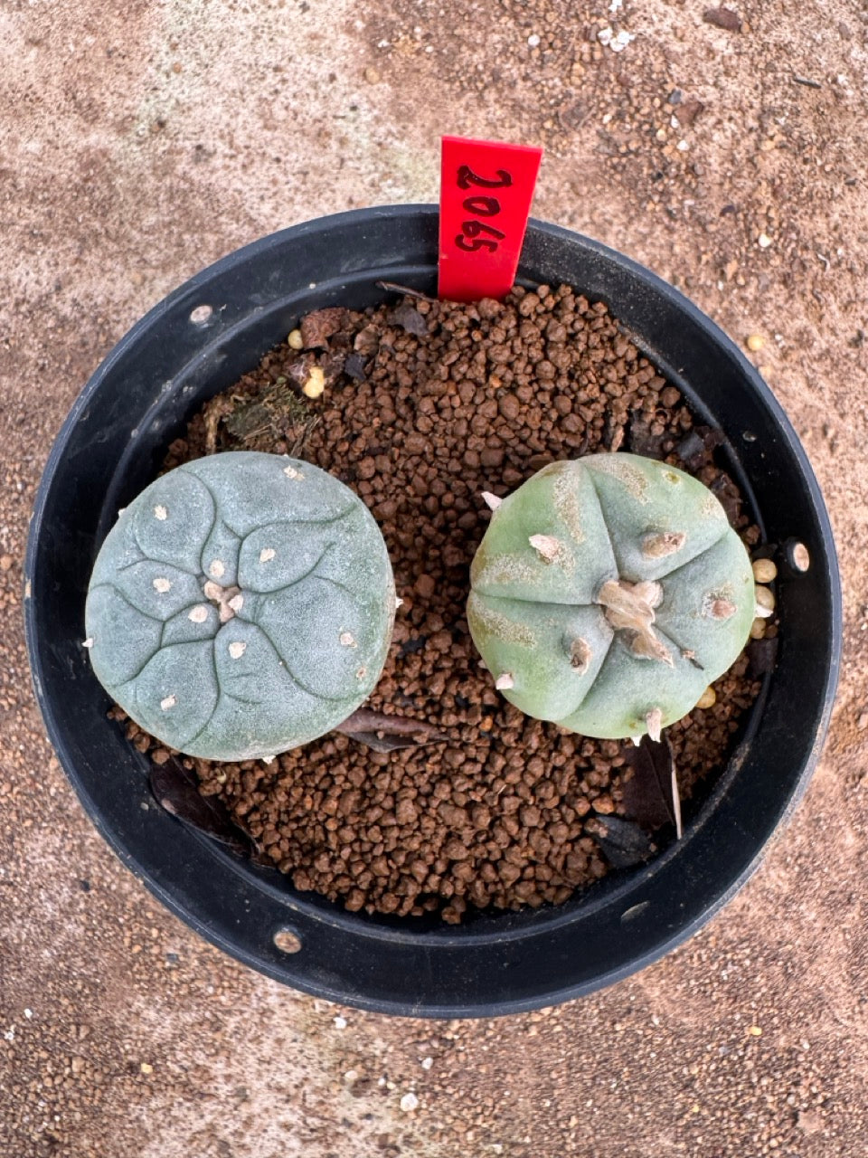 Lophophora williamsii – Peyote Cactus (4-5 cm, Own Root)