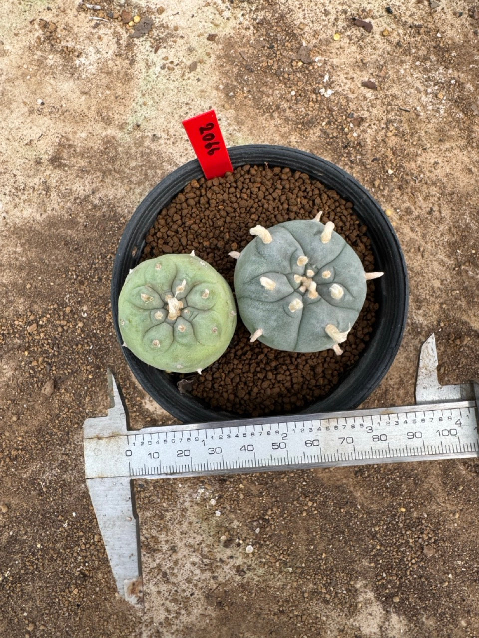 Lophophora williamsii – Peyote Cactus (4-5 cm, Own Root)