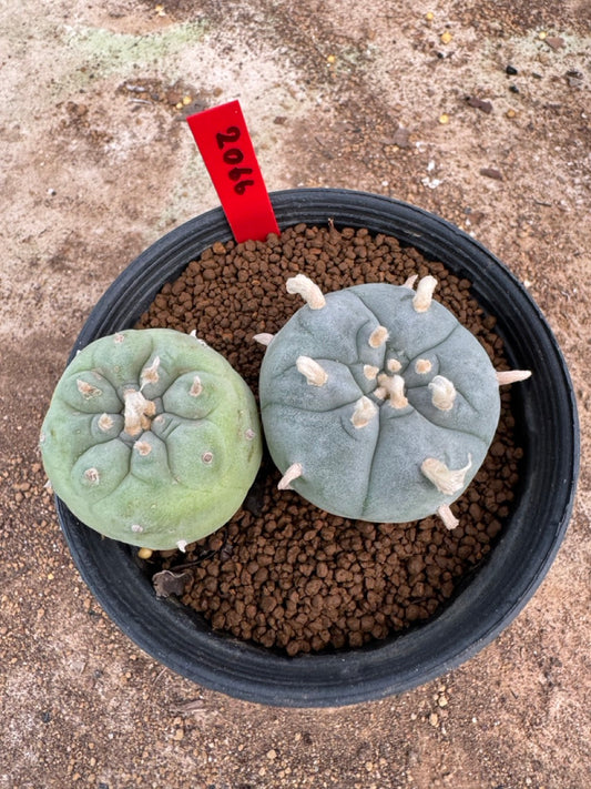 Lophophora williamsii – Peyote Cactus (4-5 cm, Own Root)