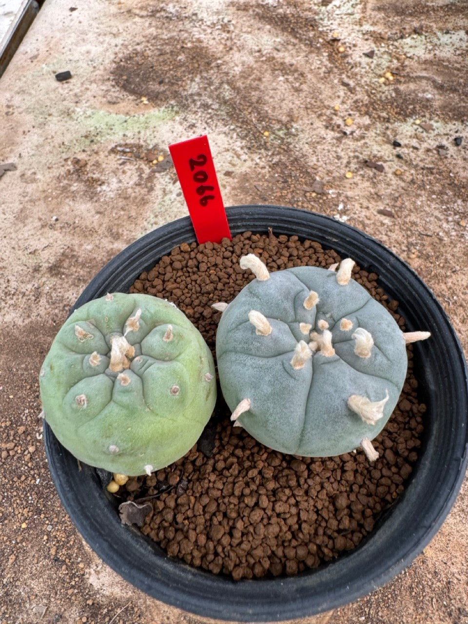 Lophophora williamsii – Peyote Cactus (4-5 cm, Own Root)