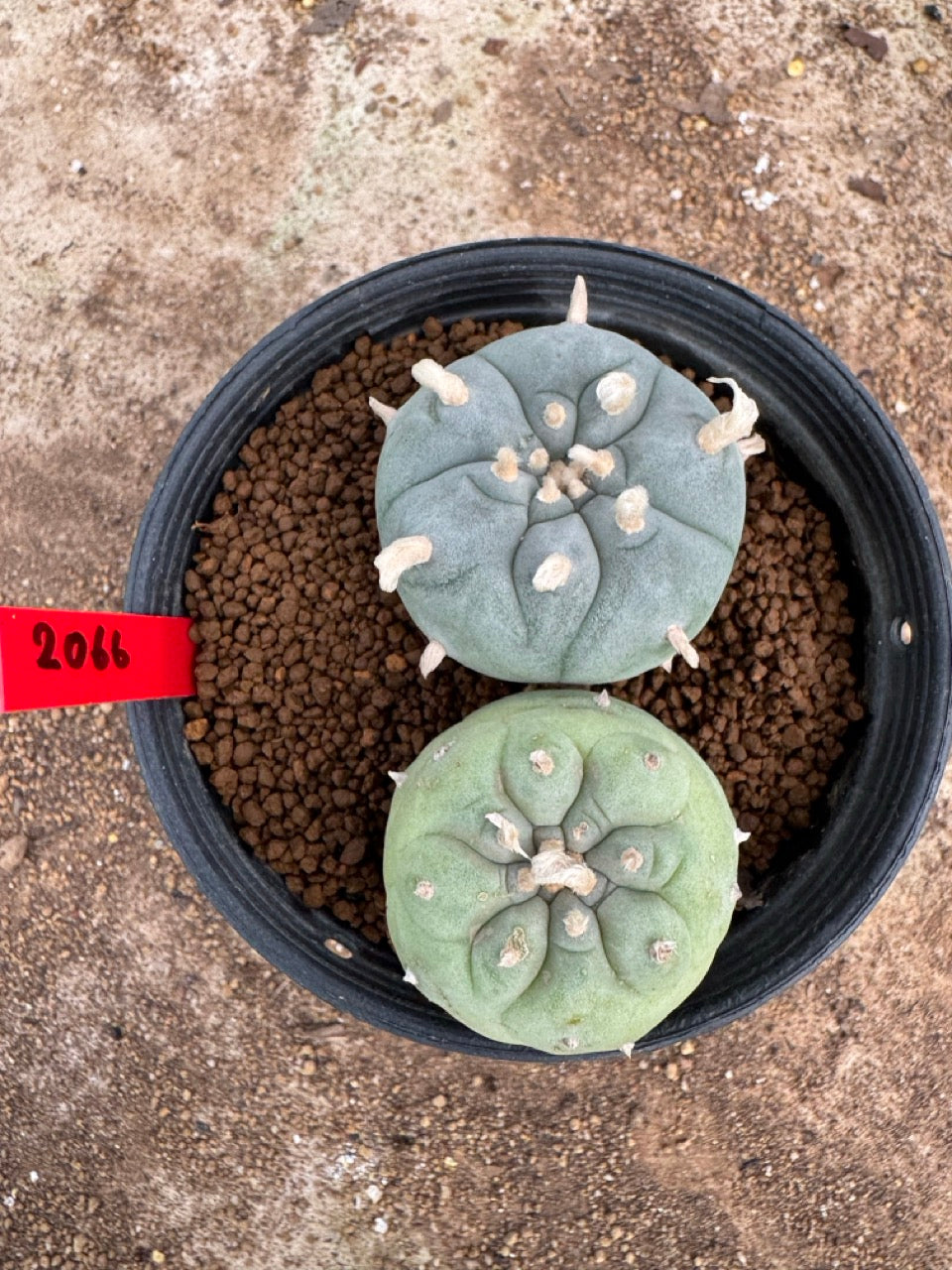 Lophophora williamsii – Peyote Cactus (4-5 cm, Own Root)