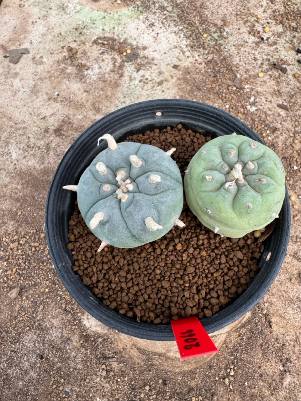 Lophophora williamsii – Peyote Cactus (4-5 cm, Own Root)