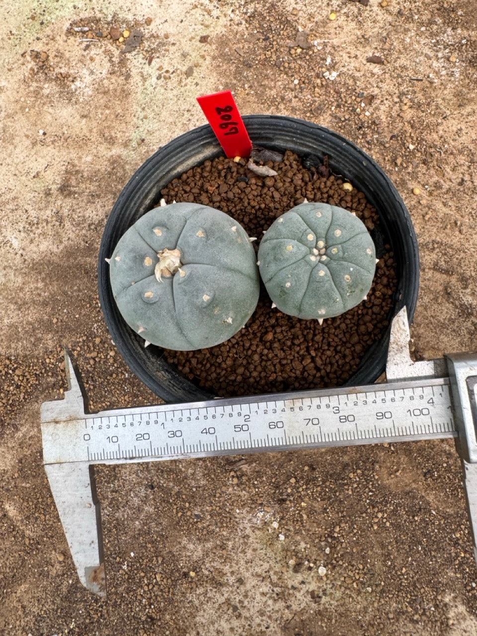 Lophophora williamsii – Peyote Cactus (4-5 cm, Own Root)
